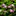 Water_lilies_tinier