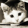 Kitty_thumbnail