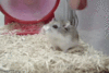 F6084f878953447ada0e733b0b16f2c2_thumbnail