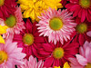 Flowers_025_thumbnail