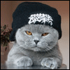 Pisica_smechera_thumbnail