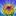Flowercenter_tinier