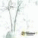 Medium