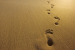 Footprints_sand_half