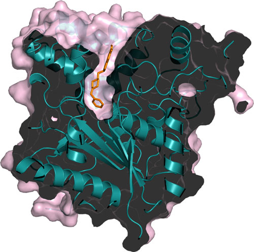 cholinesterase