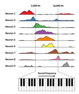 pianocellsmod