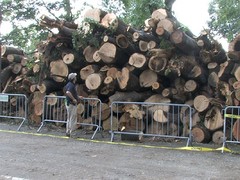 $1 Million to Help Restore Storm Damaged Central Park