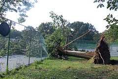 $1 Million to Help Restore Storm Damaged Central Park