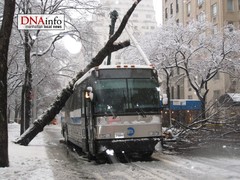 Tree Falls on Manhattan Bus