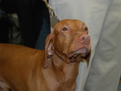 Hungarian vizslas named Ripley