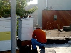 Andrew Cote Tends to His Urban Beehive