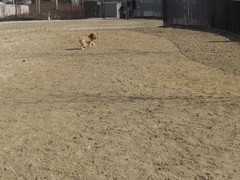 Pip the Dog
