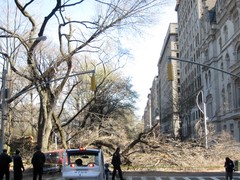 Massive Tree Crushes Car in Central Park