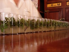 Mojitos