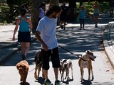 NYPD, Parks Department Investigating Craigslist Threat To Dogs(Flickr/edyourdan)