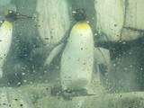 New Penguins Welcomed To Central Park Zoo(Nina Mandell/DNA info)