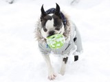 Record-Breaking Snowfall in Central Park(DNAinfo/Jason Tucker)