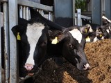 cows(Wikimedia Commons/sacratomato_hr)