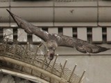 Nesting Red-Tailed Hawks Put Rat Baiting on Hold Across the City