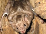 Bat(Photo: Gcarter2/Wikimedia)
