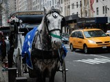 Central Park Horse-Drawn Carriage Driver Fined For DUI(hey tiffany! / DNAinfo)
