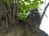 Rabid Raccoons Declining as Vaccination Program Takes Effect(Flickr/1hr photo)