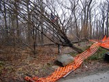 City Hopes to Save Uprooted Tree that Survived 9/11