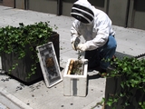 Two Bee Swarms Hit Flatiron District in One Day