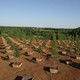 9/11 Memorial Trees Gaining Ground(Jason Bond)
