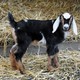 New Kid on the Block at CP Zoo(Wildlife Conservation Society)