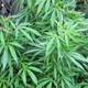 New Yorkers of All Backgrounds Support Medical Marijuana According to New Poll(flickr/Laughing Squid)