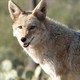 Wily Coyote Caught in Washington Heights(Flickr/ guppiecat)