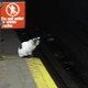 Cat Plays House in Manhattan Subway Station(DNAinfo/Michael P. Ventura)