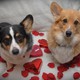 Manhattan Singles and Thier Pooches Can Mix and Mingle at Yappy Hour(Flickr/ mphoenix)