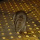 rat on subway platform 2(Flickr/timmurtaugh)