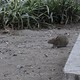 Rat Infested, Verdi Square Gets Some Help(Serena Solomon/DNAinfo)