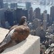 Pigeon looks down on Manhattan(Flickr/ZeroOne)