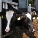 cows(Wikimedia Commons/sacratomato_hr)