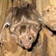 Bat(Photo: Gcarter2/Wikimedia)