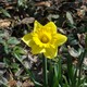 Flower(Courtesy of Central Park Conservancy)