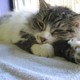 Animal Shelters Across Manhattan Starving for Cash(Flickr/AAWLSPCA)