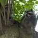 Rabid Raccoons Declining as Vaccination Program Takes Effect(Flickr/1hr photo)