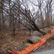 Storms Uproot Tree That Once Survived 9/11 Attacks(NYC Parks and Recreation)