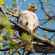 The male hawk sits on a branch near his nest.(DNAinfo/Serena Solomon)