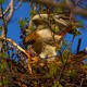 At Least One Hawk Egg Has Hatched in Riverside Park Nest(Courtesy of Lincoln Karim)