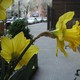 Thieves pluck out flowering bulbs on city streets(Flickr/diamondboa)