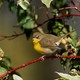 Rare Birds Spotted in Bryant Park