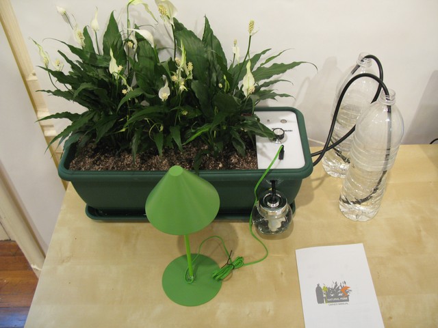 plant, lamp, desk
