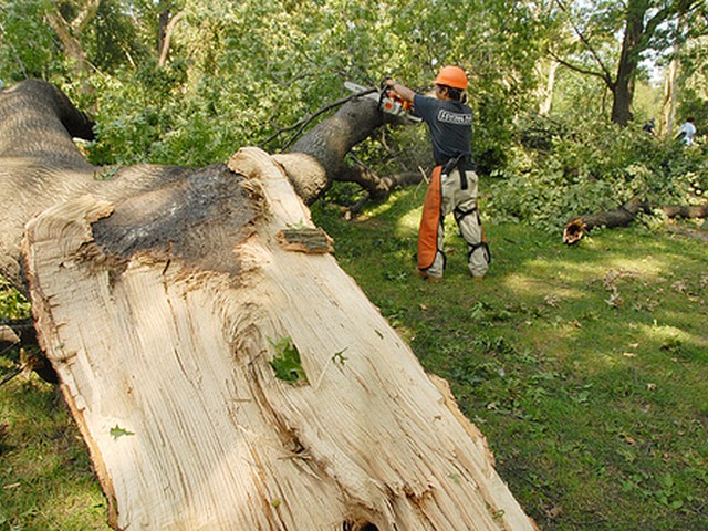 $1 Million to Help Restore Storm Damaged Central Park
