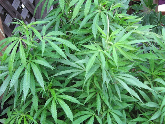 New Yorkers of All Backgrounds Support Medical Marijuana According to New Poll